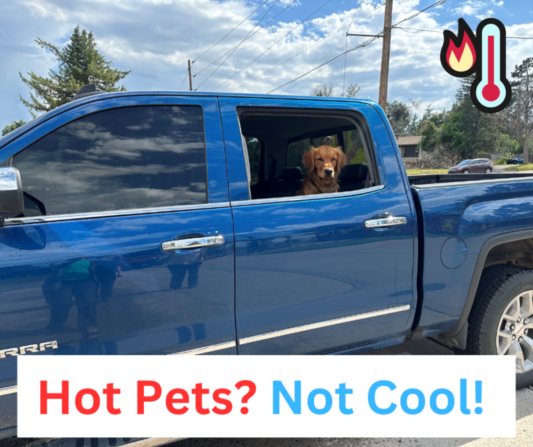A dog in the backseat of a car with the caption "Hot Pets? Not Cool!"